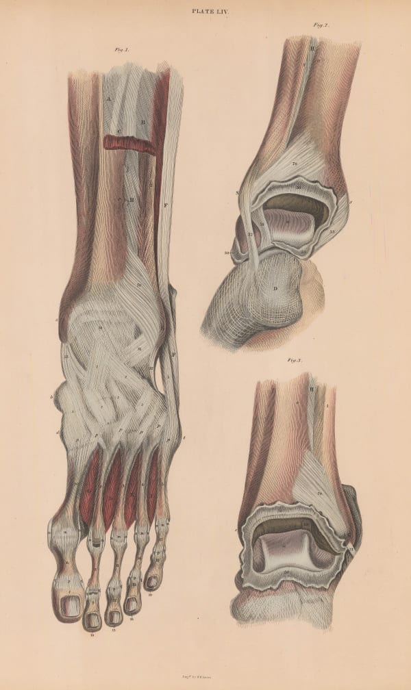 William Home Lizars, Anatomy - Ankle and foot, 1822 c.