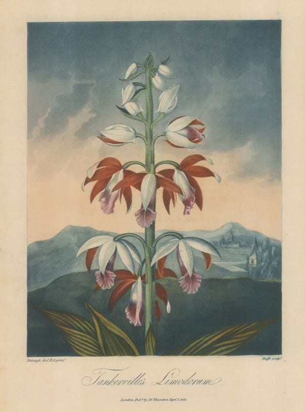 Dr. Robert Thornton, Orchid - Tankerville's Orchid, 1812