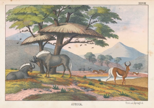 Edmonston & Douglas, Springbok Gazelle and Gnu, 1860
