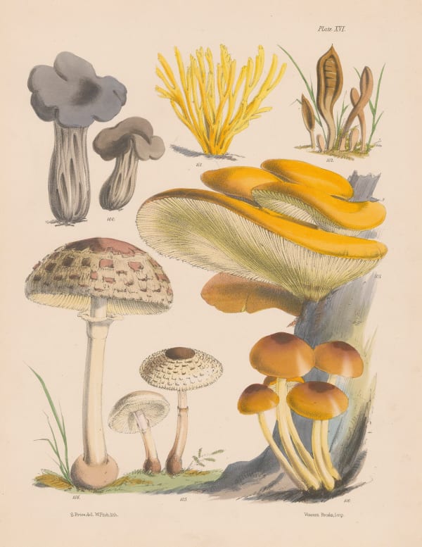 Sarah Price, British Fungi, 1865