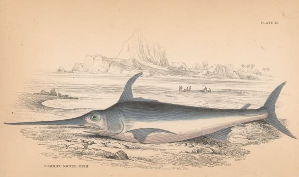 Sir William Jardine, Fishing - Sword Fish, 1843