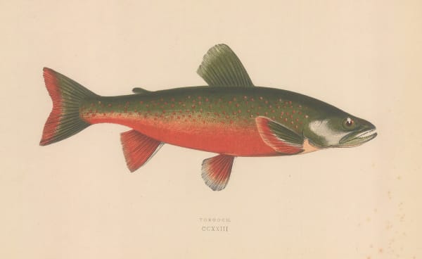 Jonathan Couch, Torgoch, 1878