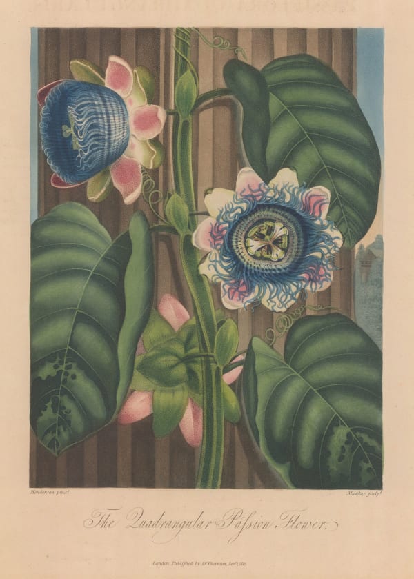 Dr. Robert Thornton, Passion Flower - Quadrangular Passion Flower, 1812