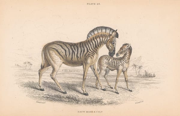 Sir William Jardine, Zebra - Burchell's zebra, 1843