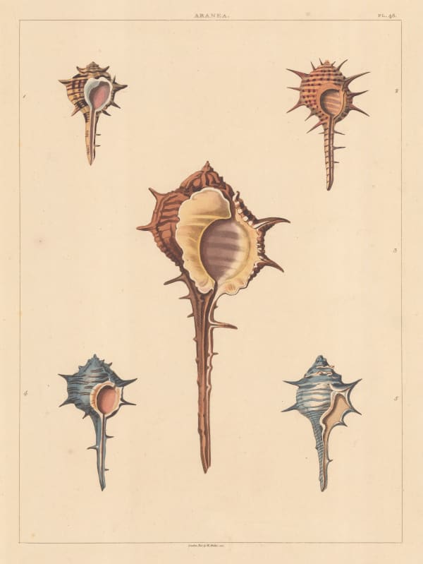 George Perry, Shells - Univalves, 1810