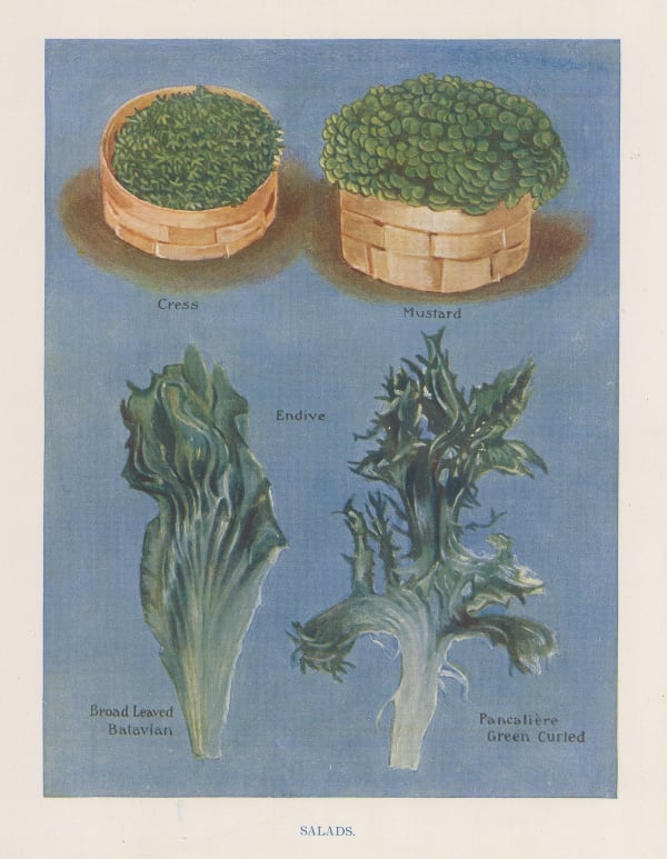 John Wright, Vegetables - Salad, 1890