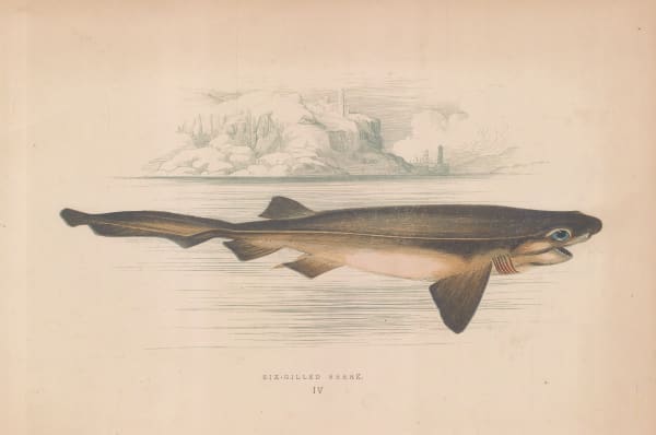Jonathan Couch, Shark - Six-Gilled Shark, 1878