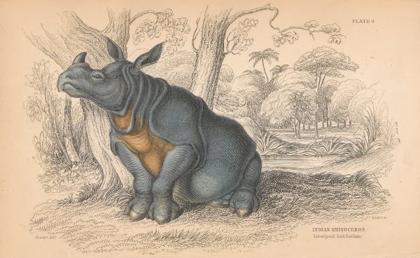 Sir William Jardine, Rhinoceros - Indian Rhinoceros, 1843