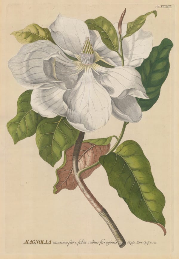 George Dionysus Ehret, Magnolia, 1754