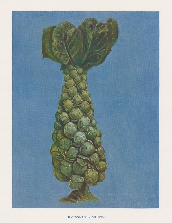John Wright, Brussels Sprouts, 1890 c.
