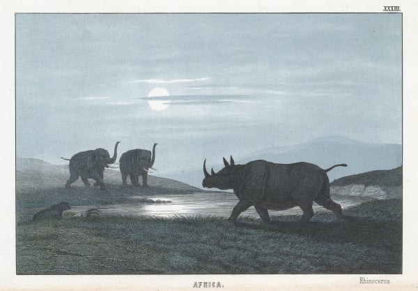 Edmonston & Douglas, Rhinoceros and Elephants, 1862