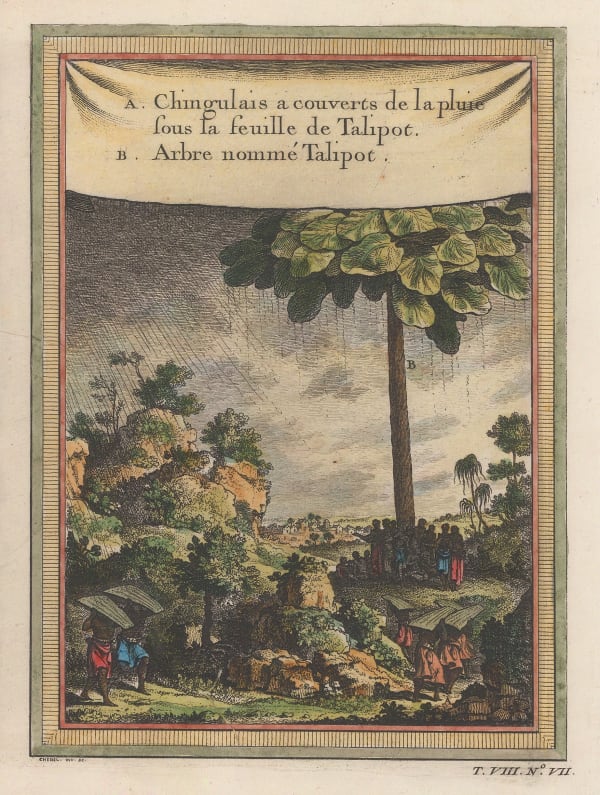 Nicholas Bellin, Sri Lanka - Talipot Palm, 1750