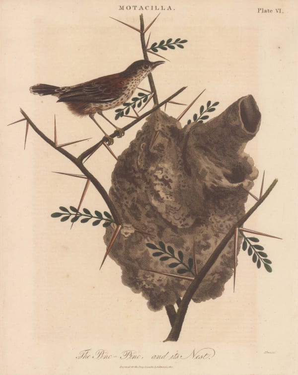 John Wilkes, Warbler - Pinc Pinc Grass Warbler, 1819