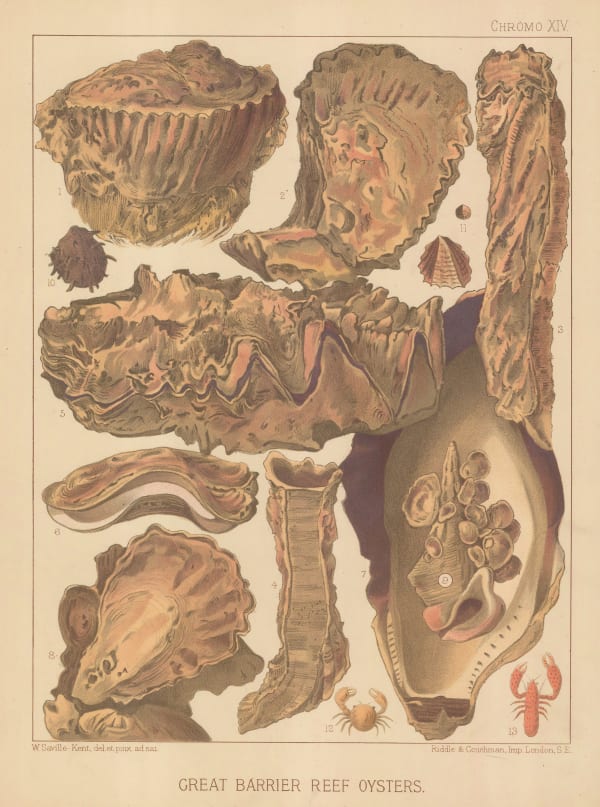 William Saville-Kent, Shells - Oysters, Great Barrier Reef , 1893