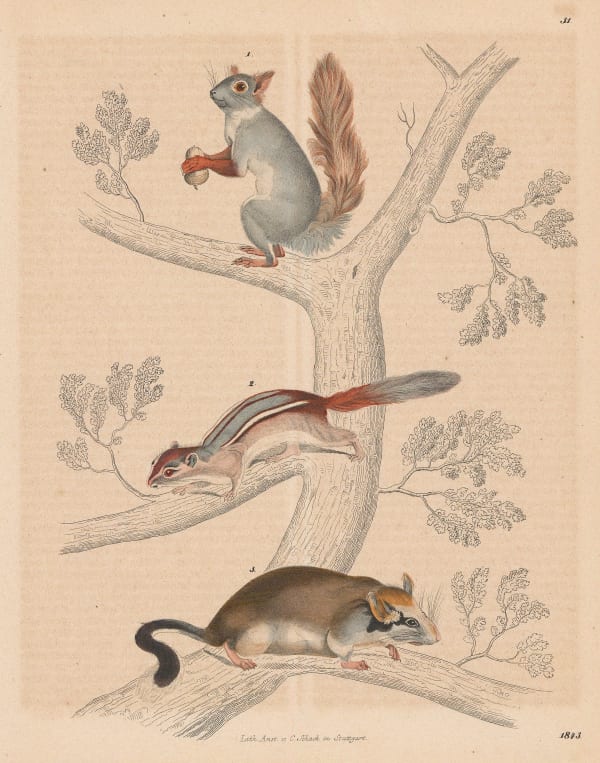 Carl Hoffmann, Red Squirrel, Chipmunk and Dormouse, 1843