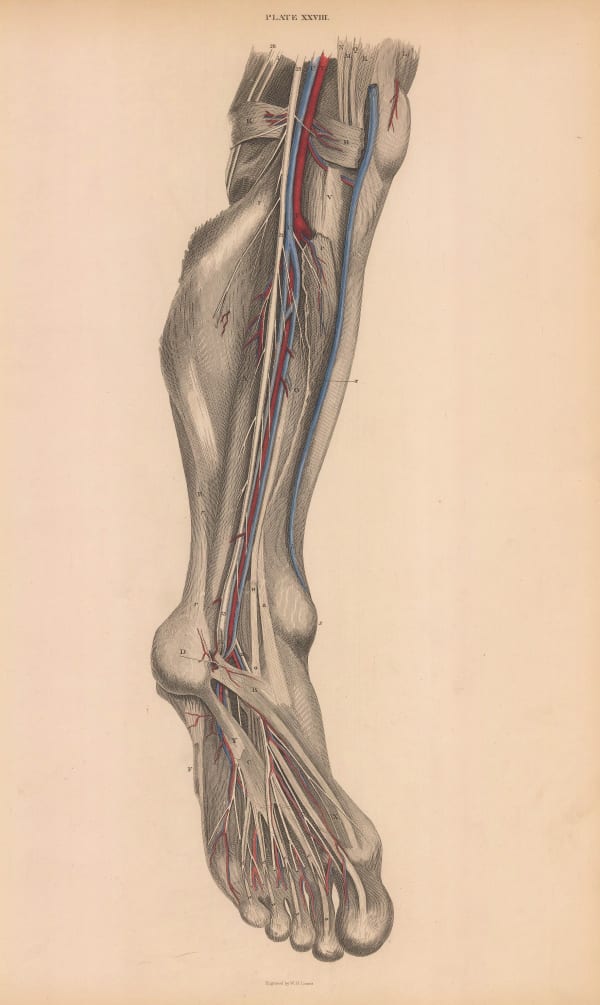 William Home Lizars, Anatomy - Calf, 1822 c.