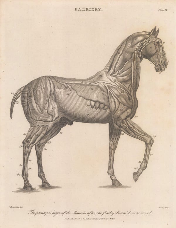 John Wilkes, Horses - Farriery, 1810