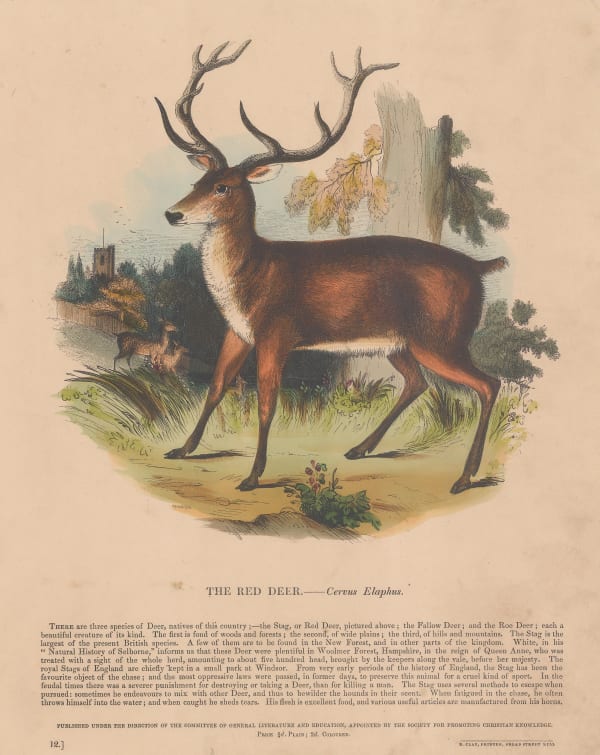 Society for Promoting Christian Knowledge (SPCK), Shooting - Red Deer, 1860 c