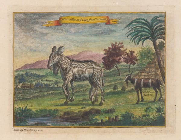 J. Salmon, Zebra, 1759