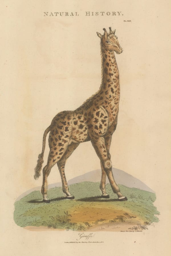 John Good, Giraffe, 1813