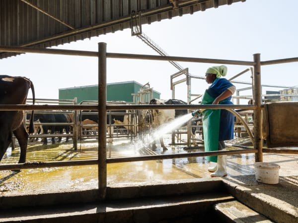 Let’s talk manure. For those of us who don’t live or work on a farm, it’s easy to see it simply as something you don’t want to step on. But at Skimmelkrans, manure is a vital natural resource that helps to nurture the land. Manure solids fertilise the land, while the liquids flow into the pastures as irrigation. 136 metric tons – the estimated annual mass of carbon captured by Skimmelkrans’ manure management process. That’s the meaning of sustainability — and that’s the power of manure!