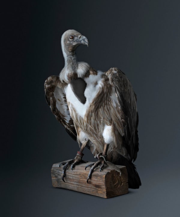 Vincent Fournier, Vulture [Cathartidae Peek-a-boo] Passer-through-walls bird, 2012