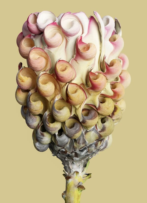 Vincent Fournier, Flora Incognita; Protea symbiota [Velmara-7], 2022