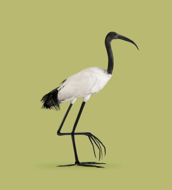 Vincent Fournier, Ibis [Ibis temperatio] Drought- and frost-resistant bird,, 2014
