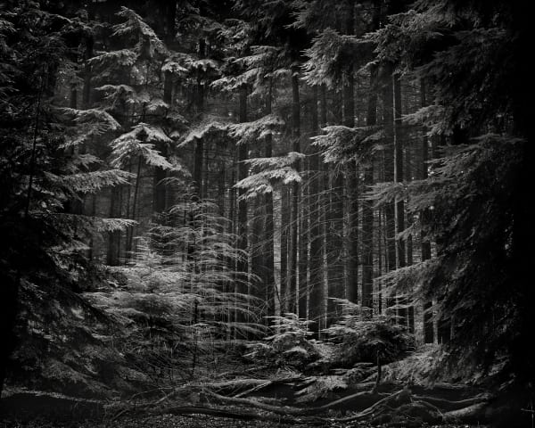 Mark Nettenbreijers, Rise & Fall XI, 2013