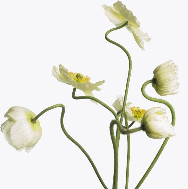 Inez & Vinoodh, 6 White poppies, 2013