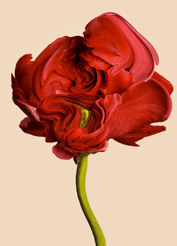 Vincent Fournier, Flora Incognita; Lucens borealis [Aurius-7c], 2022