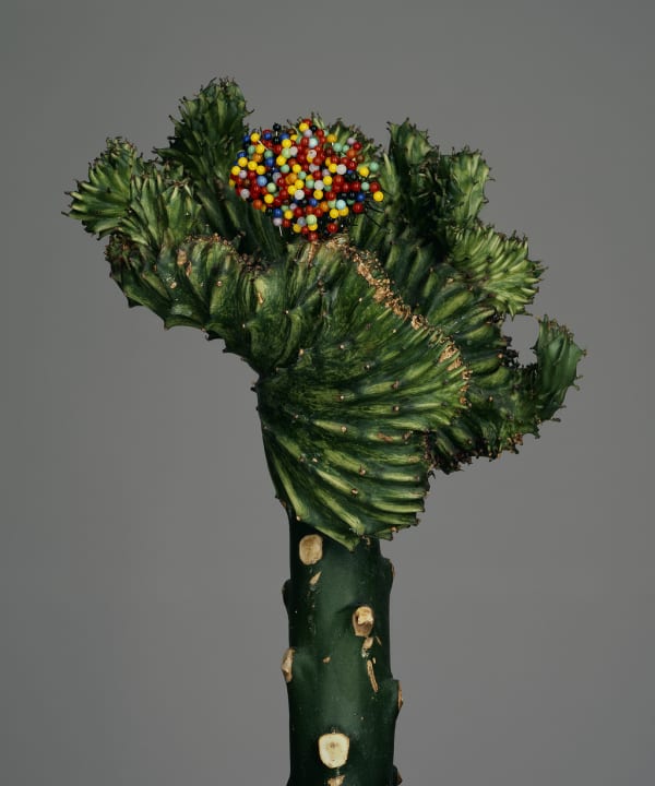 Bownik, Disassembly 21, 2012