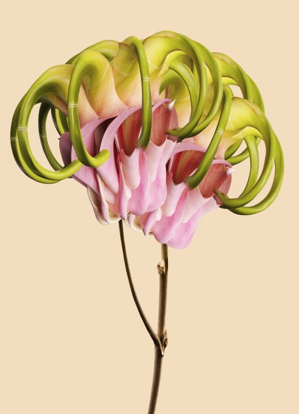 Vincent Fournier, Flora Incognita; Zantedeschia incognita, 2022
