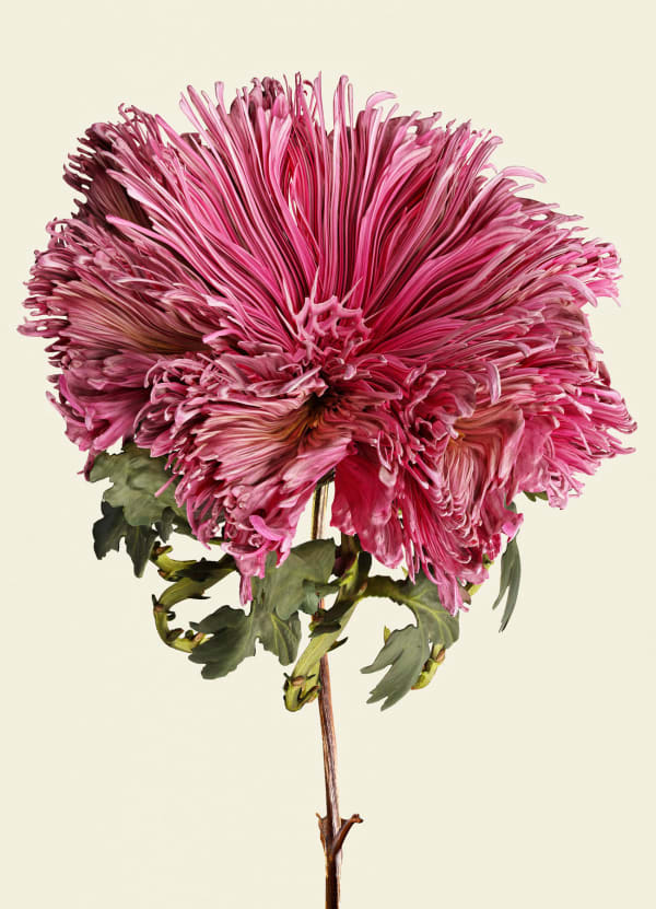 Vincent Fournier, Flora Incognita; Dendrathema incognita, 2022