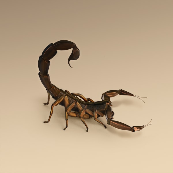 Vincent Fournier, Scorpion [Orbus Chirurgia] Scorpion used for semi automated surgery, 2014
