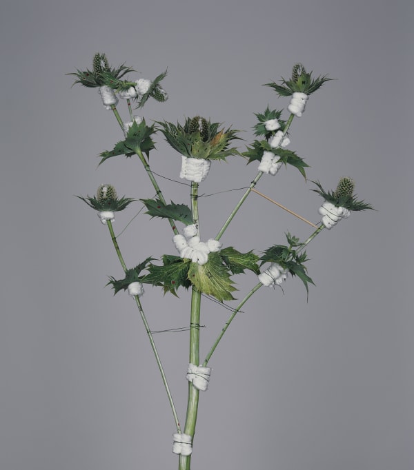 Bownik, Disassembly 13, 2013