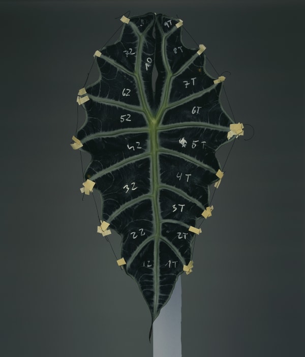 Bownik, Disassembly 9, 2012