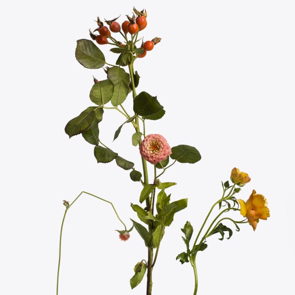 Inez & Vinoodh, 1 Rose Hip, 1 Dahlia, 1 Globe Amaranth, 1 Yellow Turban Buttercup, 2019