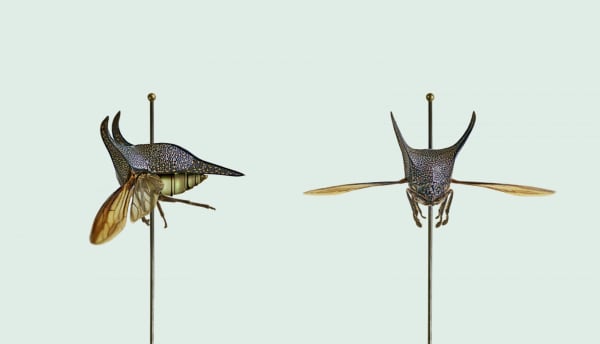 Vincent Fournier, Treehopper [Hemikyptha botuli] Pollutant-sensitive insect, 2012