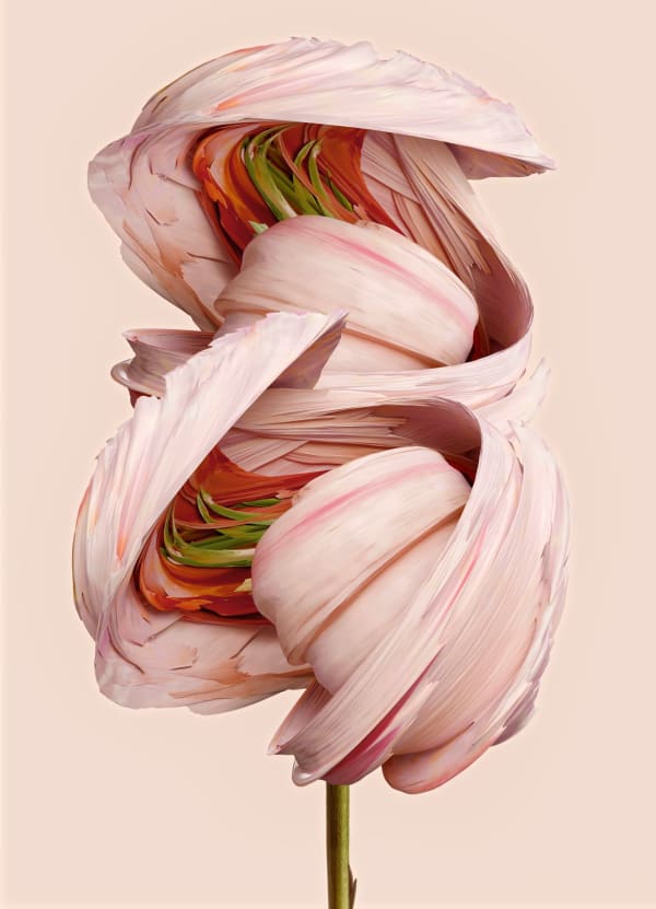 Vincent Fournier, Flora Incognita; Rosa aetherialis [Novathis-458b], 2022