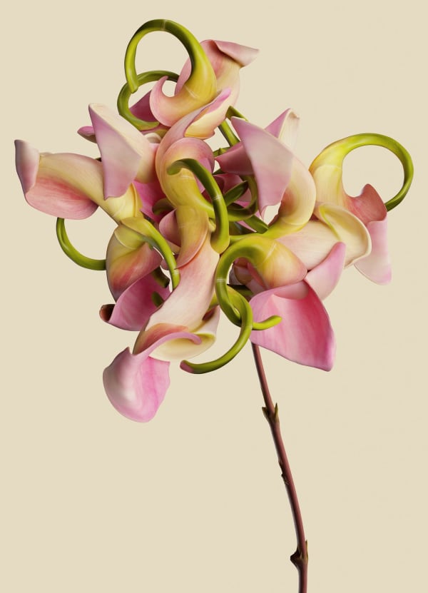 Vincent Fournier, Flora Incognita; Calla incognita, 2022