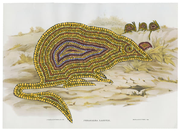 Patrick Waterhouse, Peragalia Lagotis by John Gould / Revised with Jennifer Napaljarri Lewis, 2014 - 2018