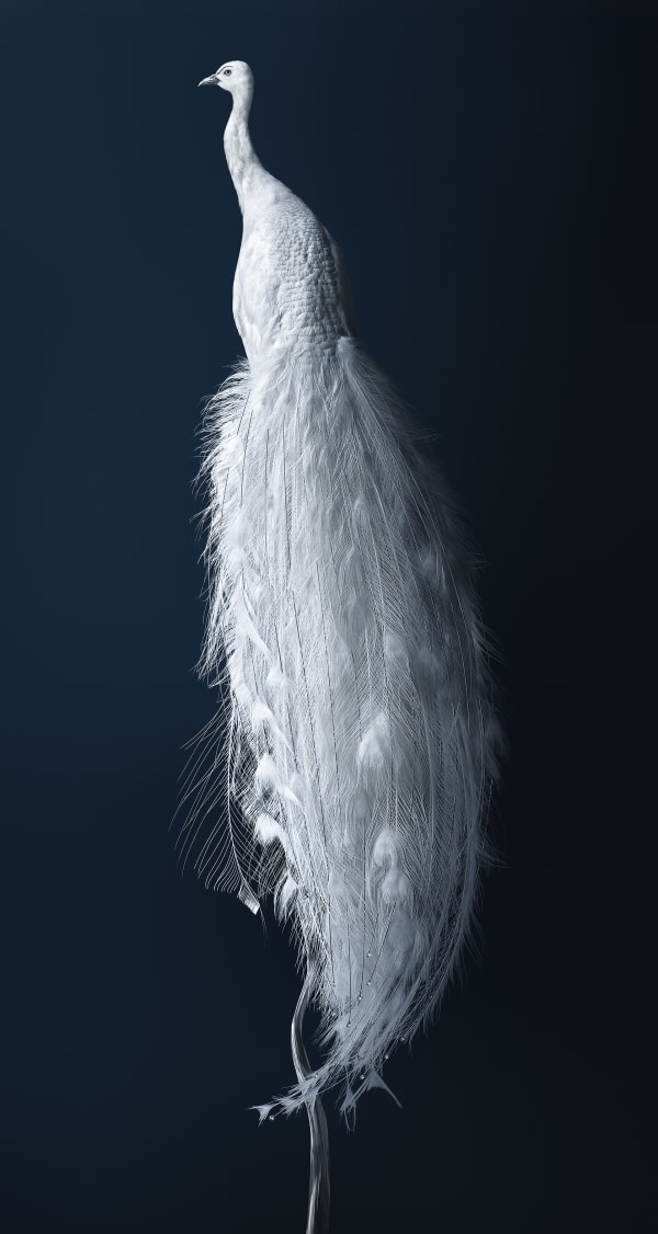 Vincent Fournier, Peacock [Pavo exosceletus] Attractive gallinaceous bird with an almighty armor, 2014
