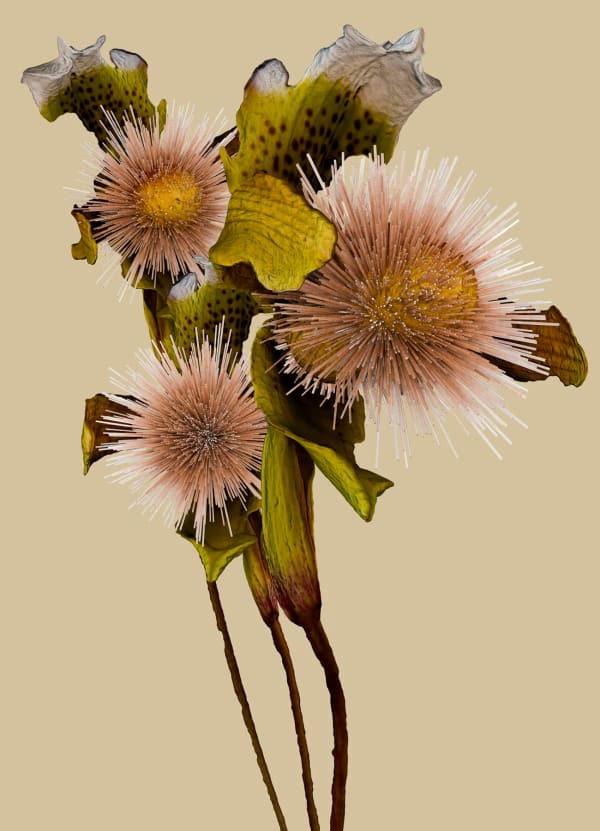 Vincent Fournier, Flora Incognita; Cypripedium radialis [Aetheris-5b], 2022