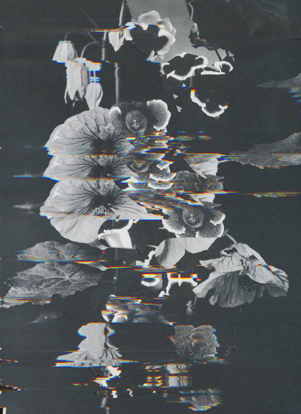 Nico Krijno, Lockdown Collage #121, 2020