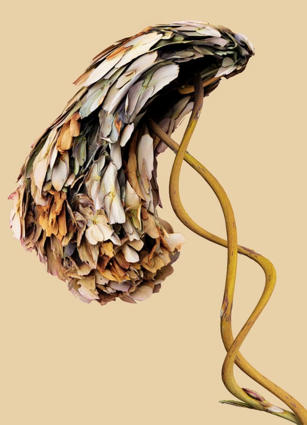 Vincent Fournier, Flora Incognita; Aeolifolia Spectra, 2022