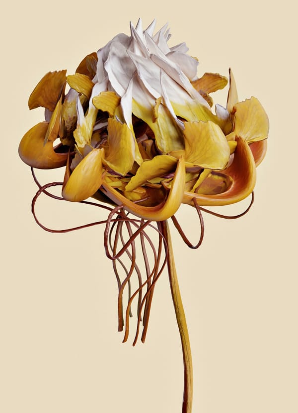 Vincent Fournier, Flora Incognita; Cypripedium incognita, 2022