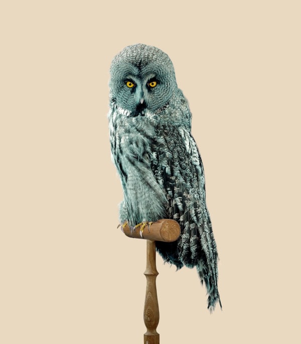 Vincent Fournier, Great Grey Owl [Strix predatoris] Predator-resistant feathers, 2013