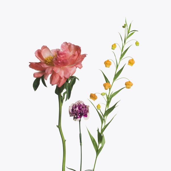 Inez & Vinoodh, 1 Pink Peony, 1 Two Tone Carnation, 1 Sandersonia, 2013