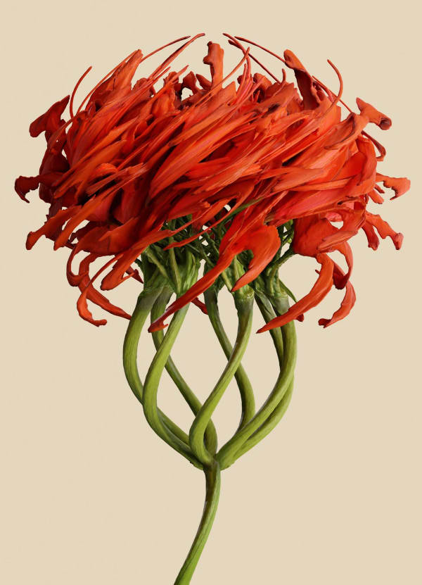 Vincent Fournier, Flora Incognita; Undulata incognita, 2022